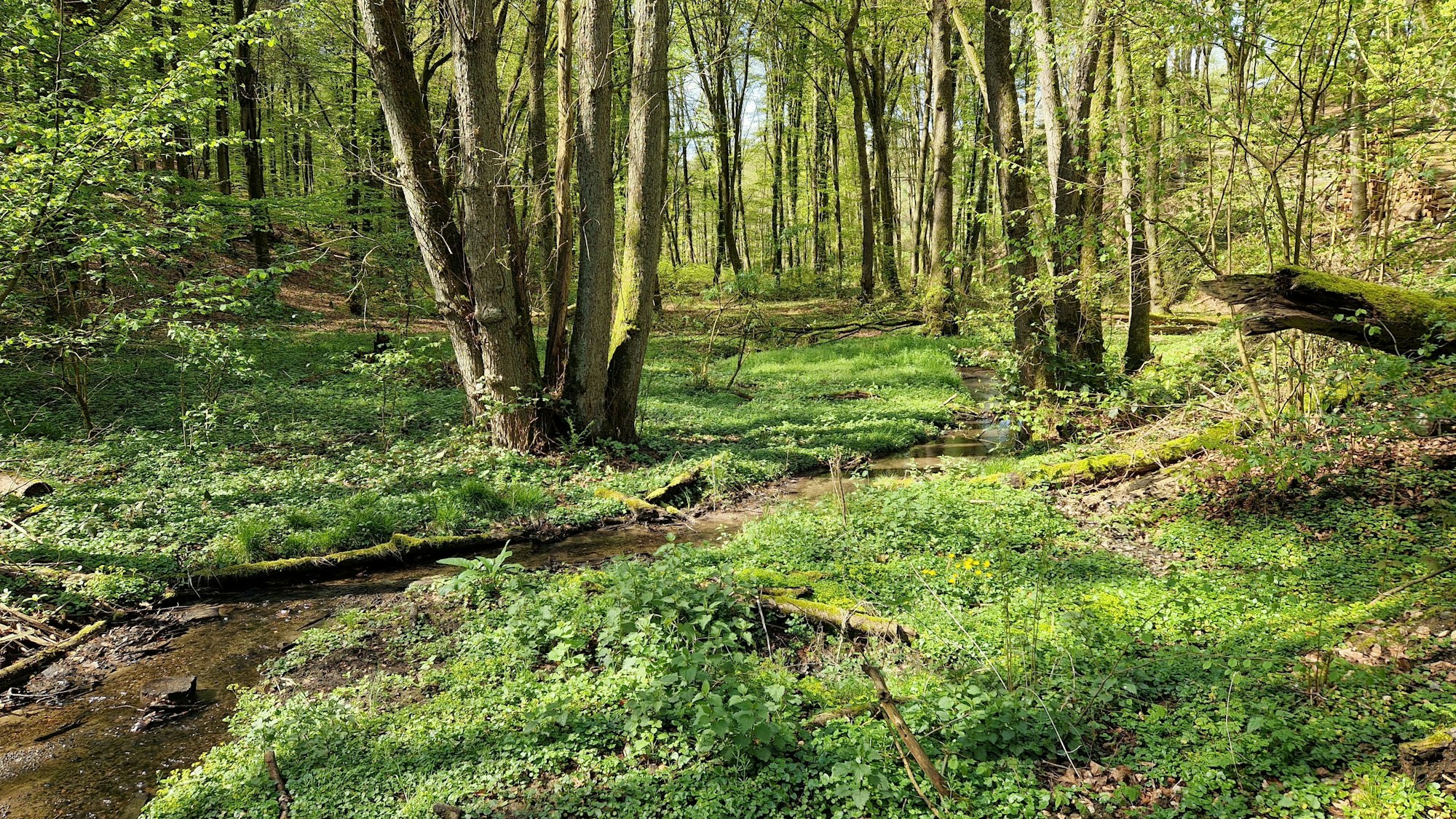 Ein unscheinbares Bächlein ist der Knipperbach, der in den Hoffnungsthaler Bergen entspringt und im Zentrum von Rösrath-Hoffnungsthal in die Sülz mündet, an den meisten Tagen.