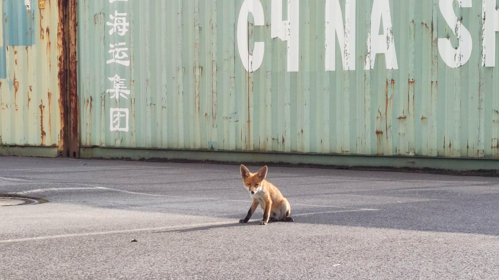 18.06.2024, Nordrhein-Westfalen, Duisburg: Ein kleiner Fuchs sitzt auf dem Platz vor einer Autowerkstatt.