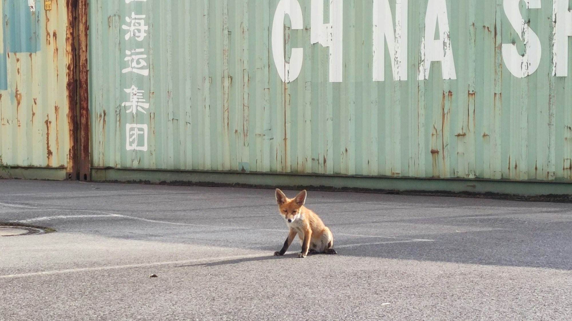 18.06.2024, Nordrhein-Westfalen, Duisburg: Ein kleiner Fuchs sitzt auf dem Platz vor einer Autowerkstatt.