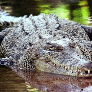 Australien, Darwin: Ein Salzwasserkrokodil, aufgenommen in Darwin.