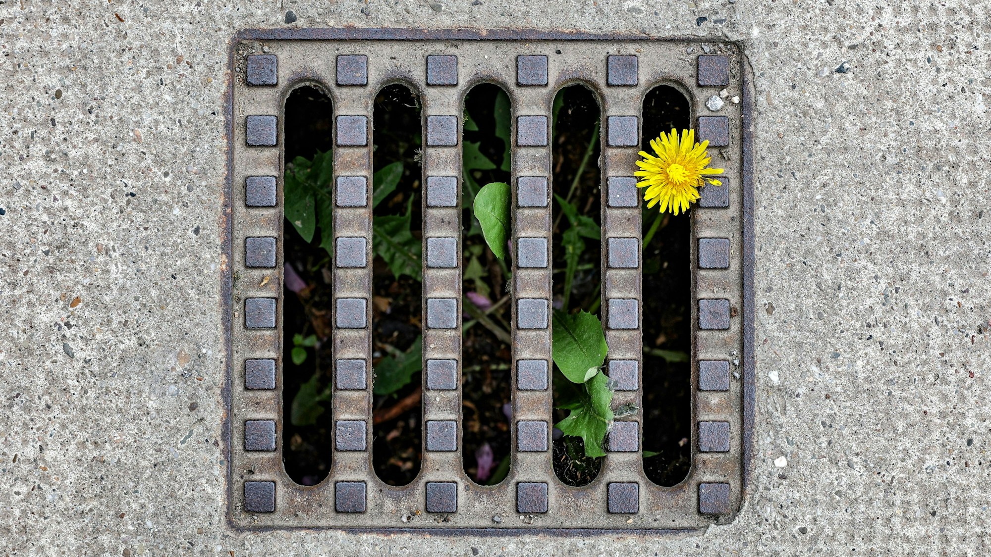 Ein Löwenzahn wächst in einem Gully