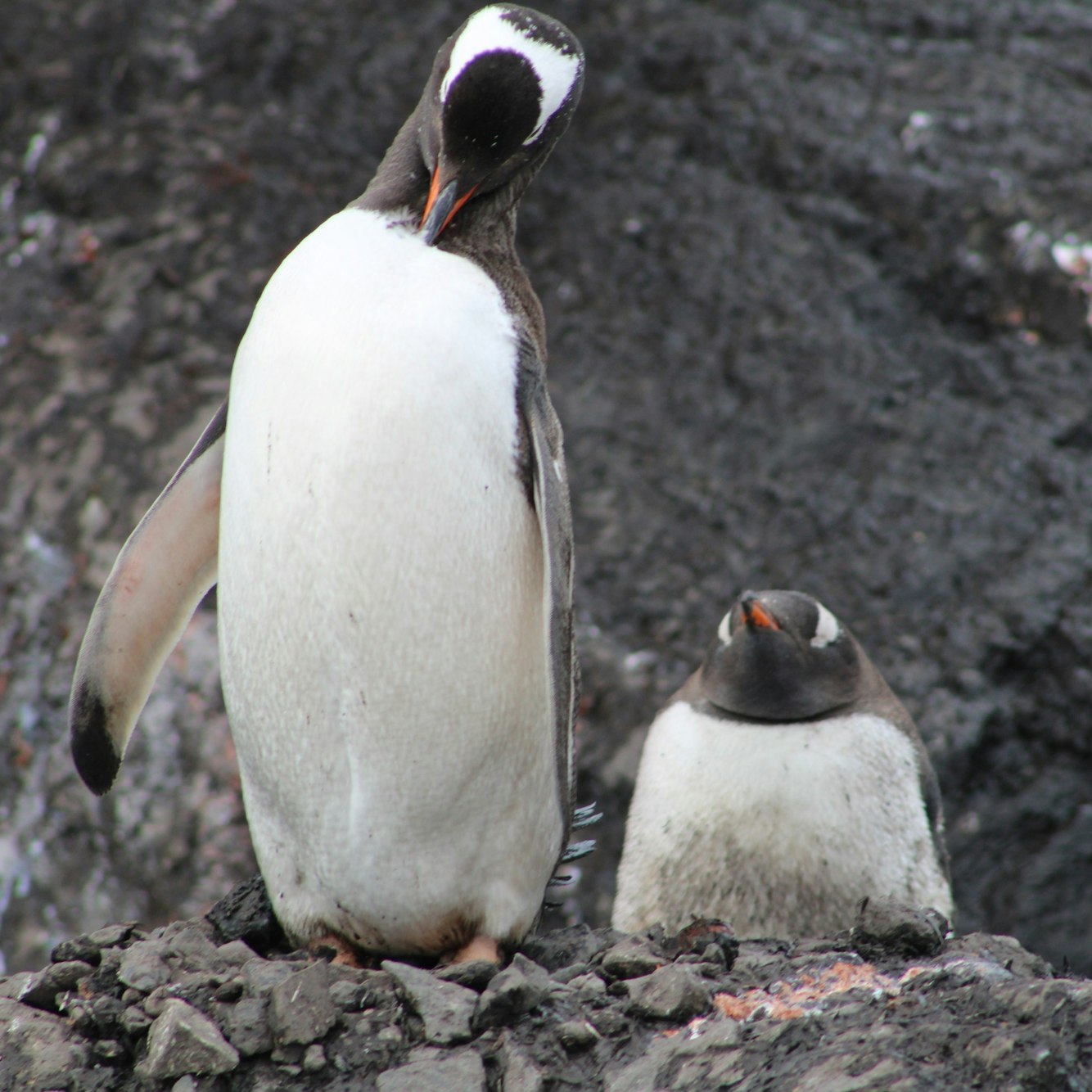 Zwei Pinguine auf schwarzem Felsuntergrund.