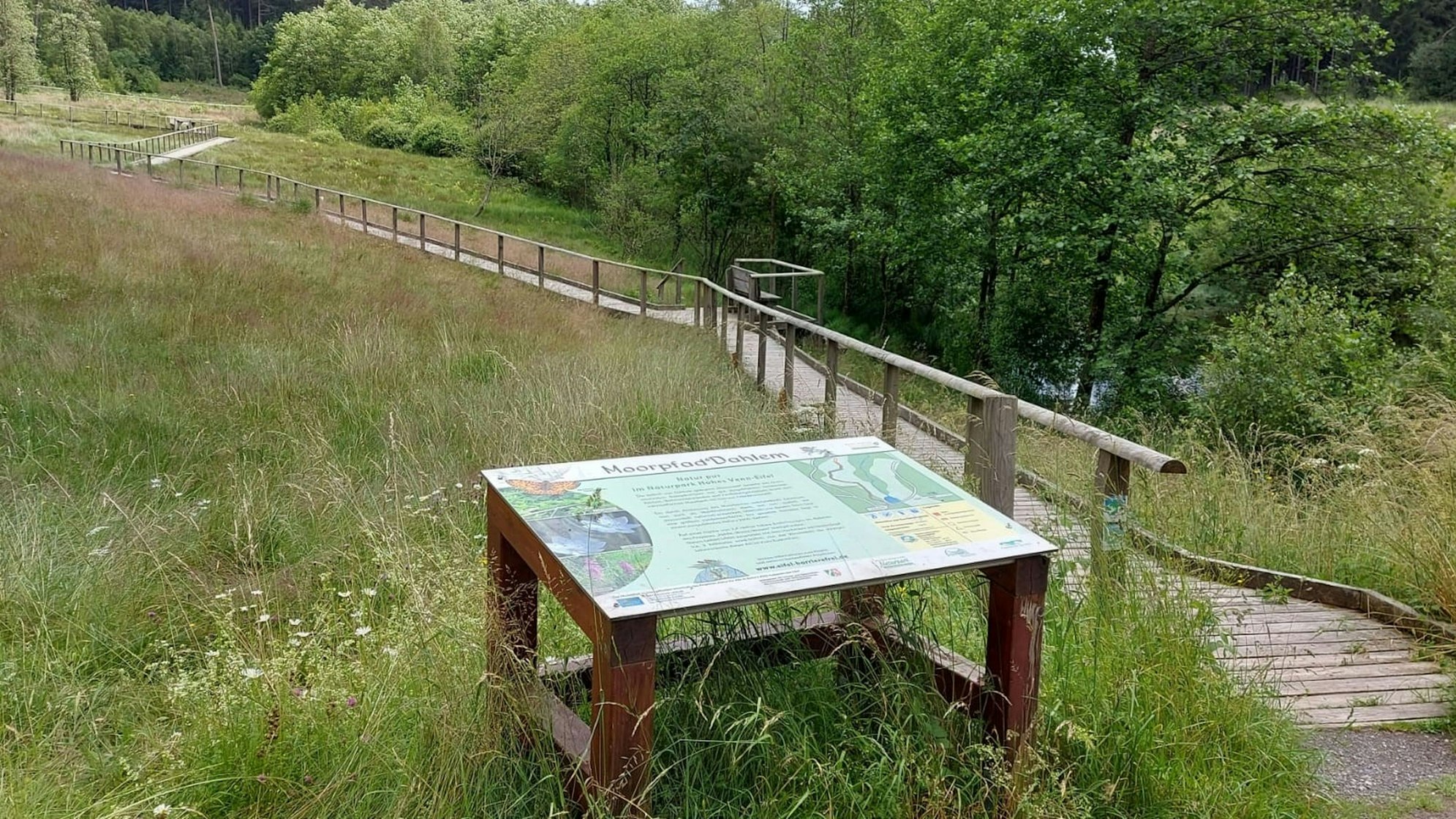 Das Bild zeigt einen Blick auf das Moor, im Vordergrund steht eine Infotafel.