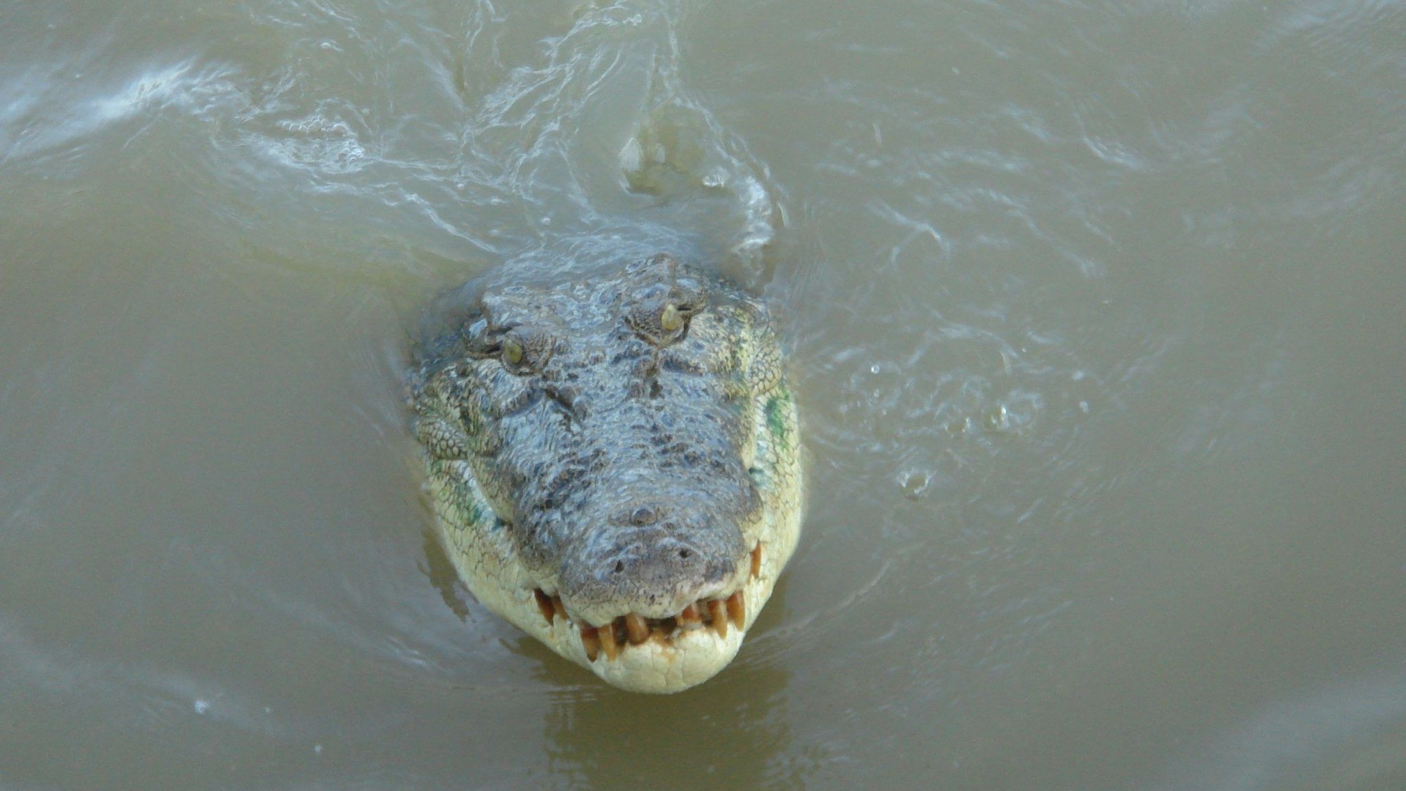 Ein Krokodil schwimmt im Adelaide River im Northern Territory (Archivbild). Eine Zwölfjährige ist in Nganmarriyanga von einem Krokodil angegriffen und getötet worden.