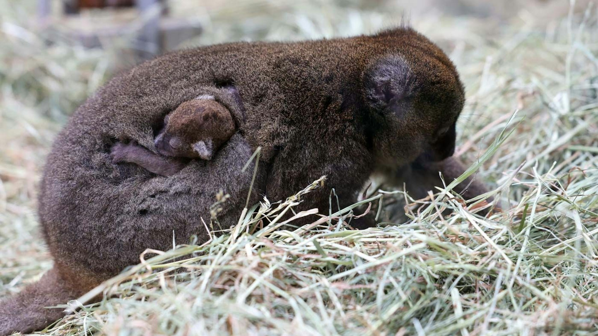 Eines der Jungtiere schmiegt sich an die Mutter.