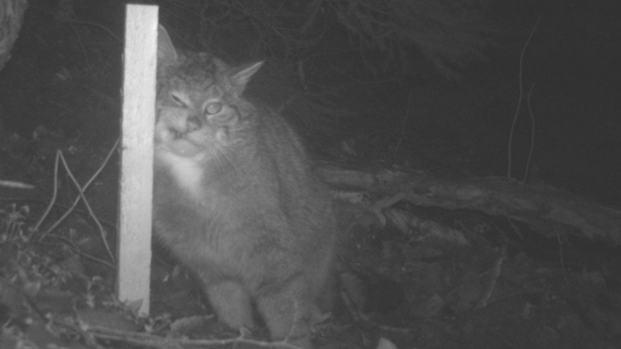 Wildkatzenmonitoring im Nationalpark Eifel: Foto einer Wildkatze aus einer Wildtierkamera.