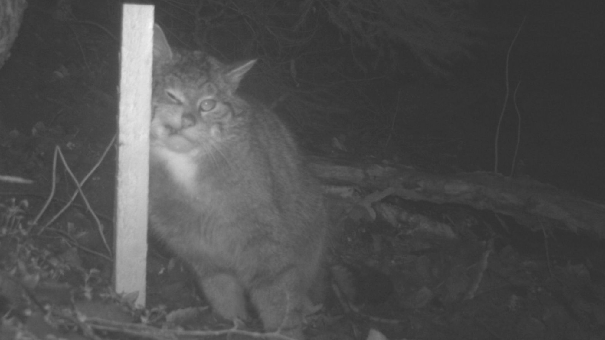Wildkatzenmonitoring im Nationalpark Eifel: Foto einer Wildkatze aus einer Wildtierkamera.