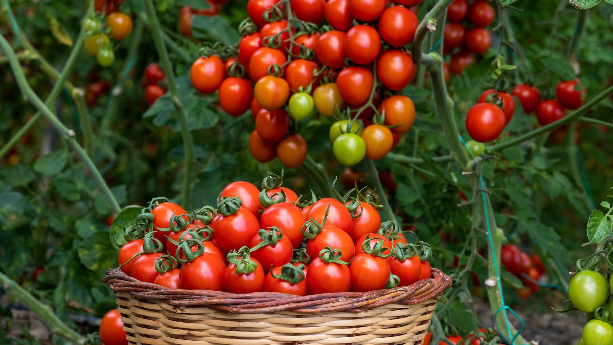Ein Korb mit frisch geernteten Tomaten, dahinter Tomatenpflanzen.
