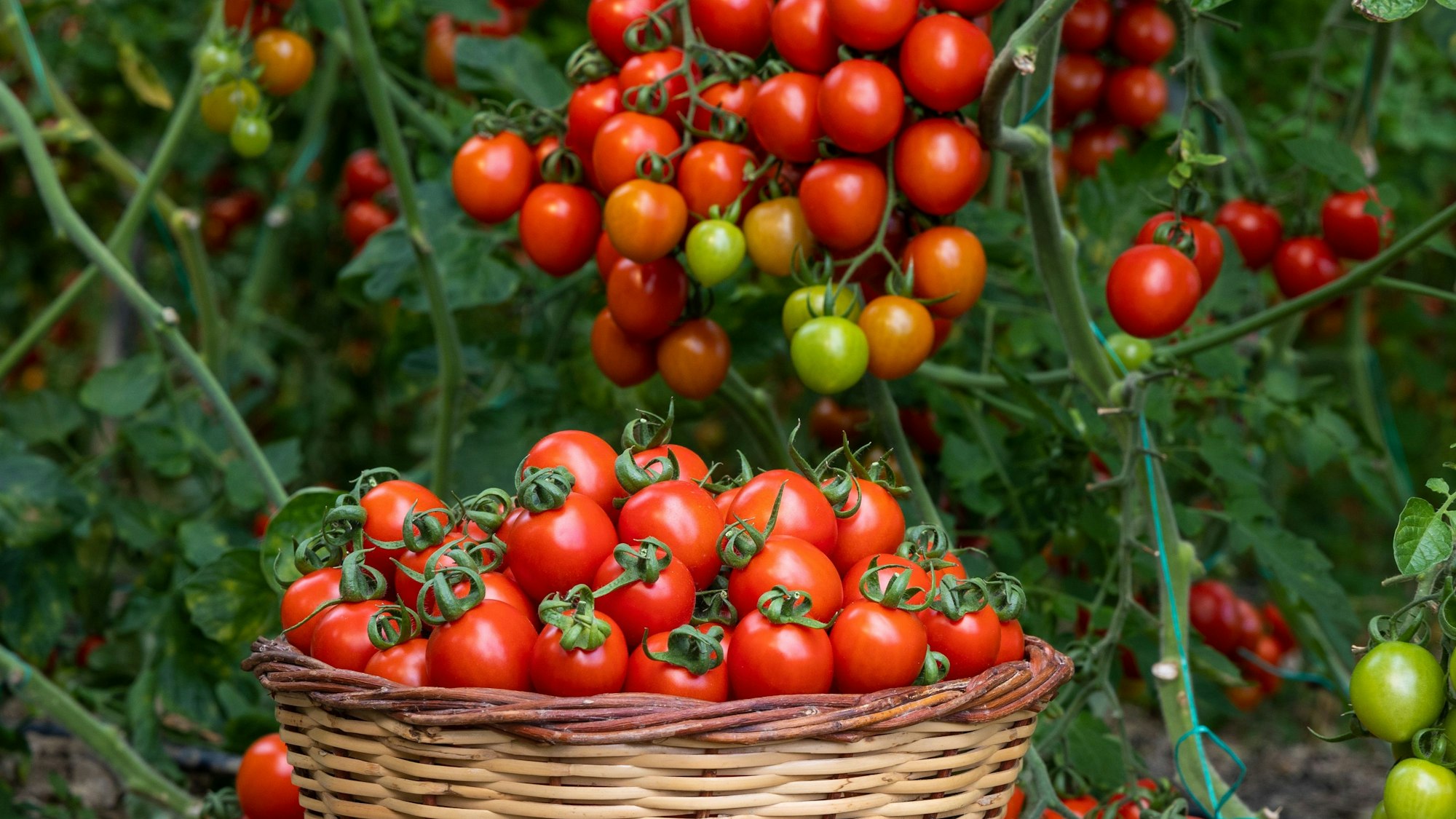 Ein Korb mit frisch geernteten Tomaten, dahinter Tomatenpflanzen.