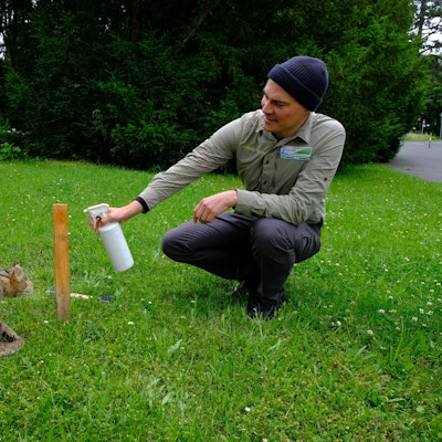 Forscher Sönke Twietmeyer mit Wildkatze (Präparat) beim Sprühen von Lockstoff auf einen Holzstab.