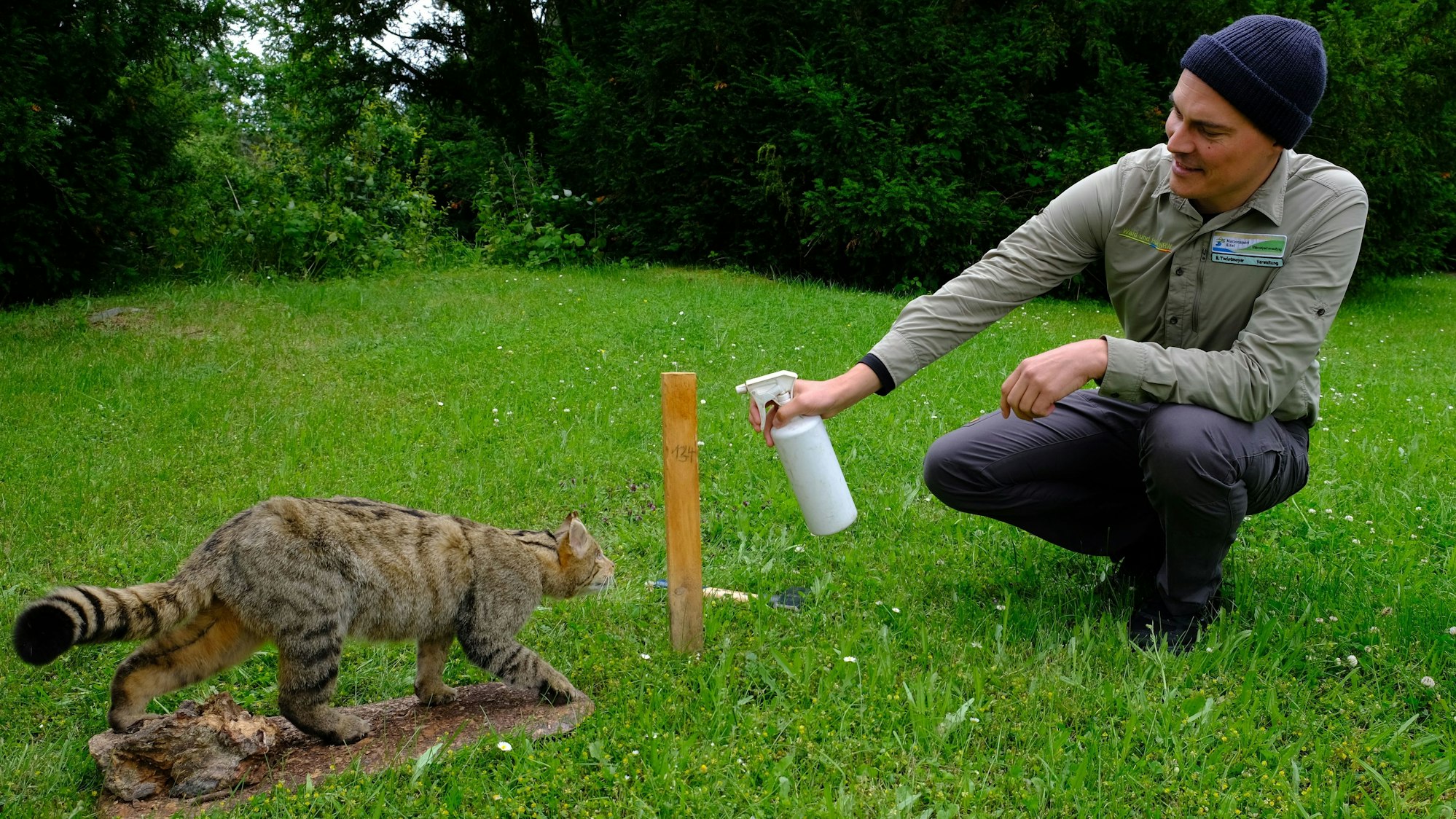 Forscher Sönke Twietmeyer mit Wildkatze (Präparat) beim Sprühen von Lockstoff auf einen Holzstab.