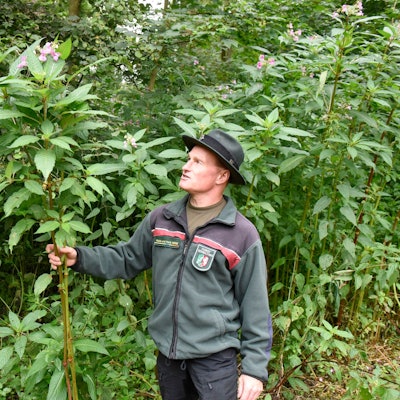 Förster Florian Claßen zeigt eingeschleppte Neophyten wie das Indische Springkraut