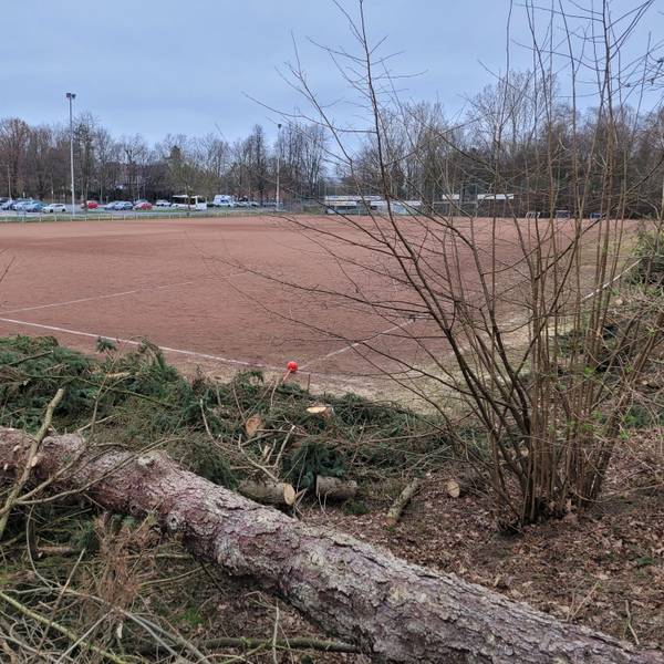 Zu sehen ist ein Aschenplatz, im Vordergrund gefällte Bäume.
