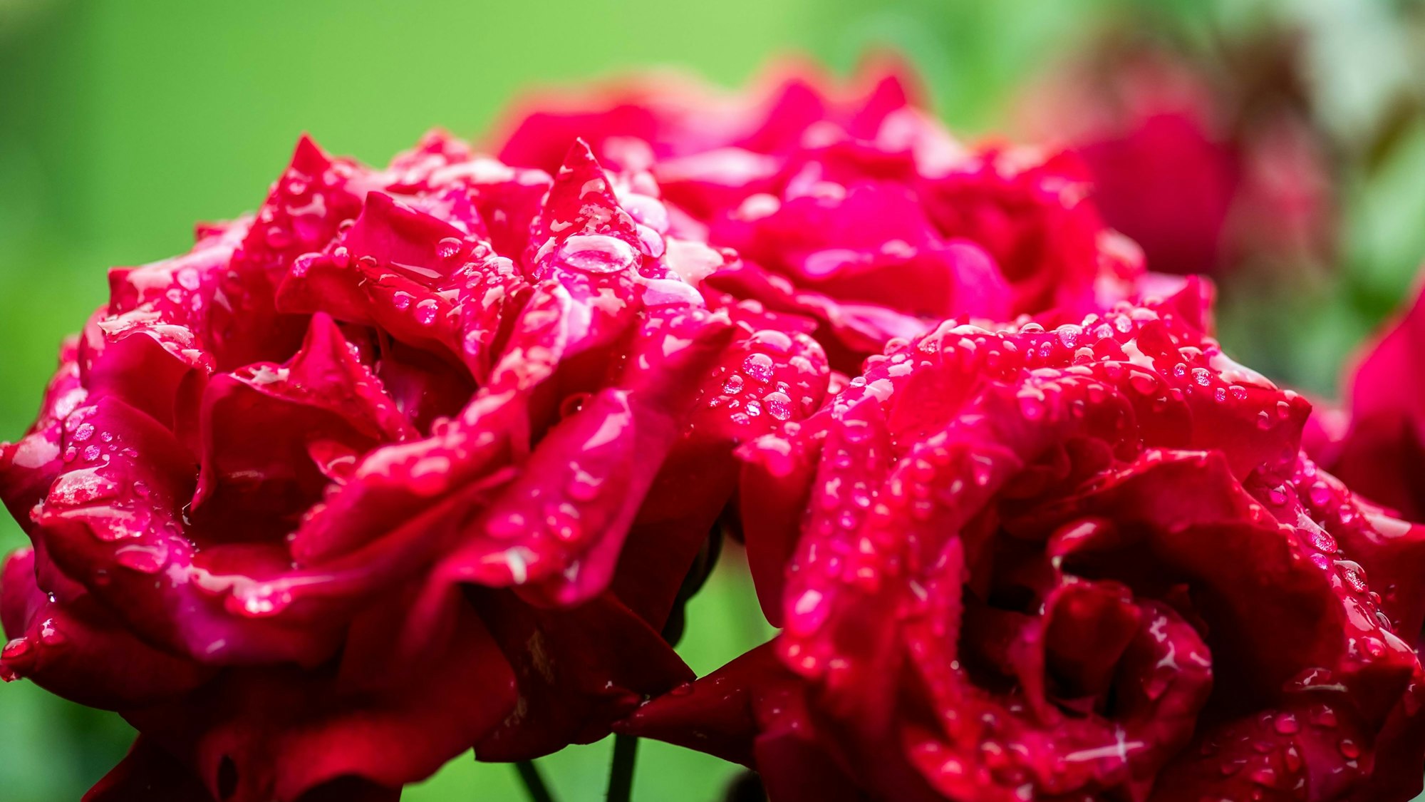 Die Blätter der Rosen sind durchnässt.