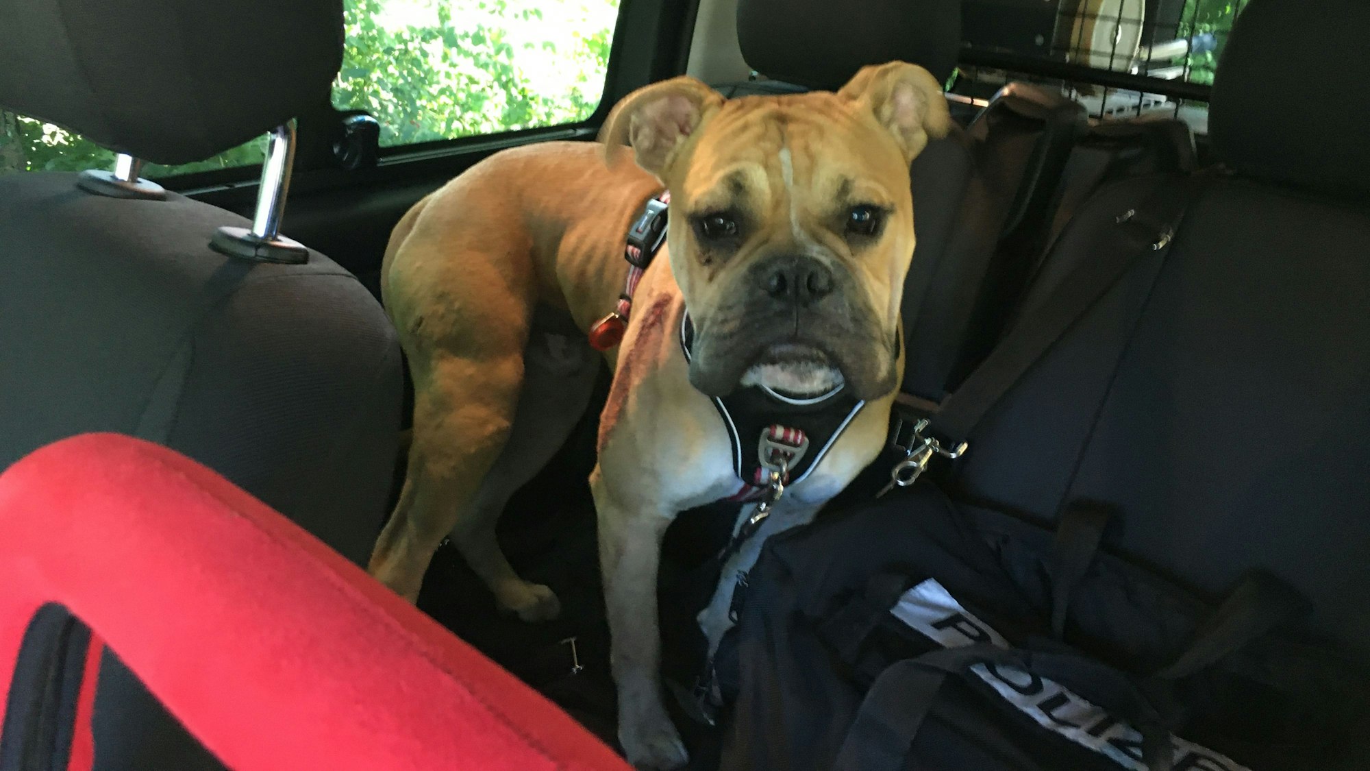 Ein Hund wartete in einem Streifenwagen, bis er abgeholt wurde.