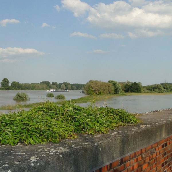 Die Rheinaue Langel-Merkenich steht bei Hochwasser mit als erstes unter Wasser.