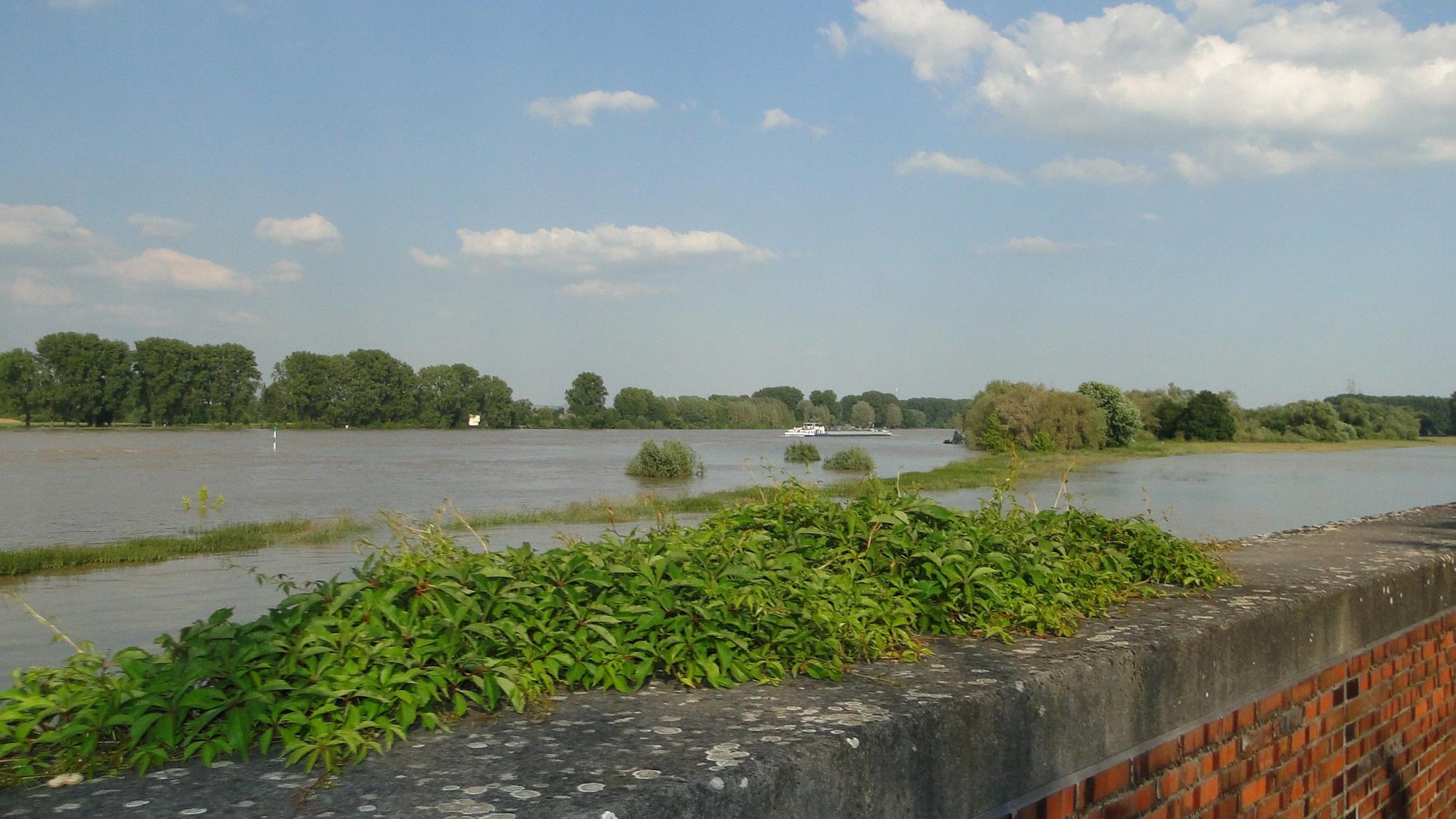 Die Rheinaue Langel-Merkenich steht bei Hochwasser mit als erstes unter Wasser.