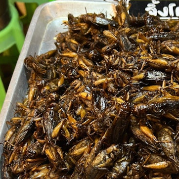 Insekten zum Essen werden auf einem Markt angeboten.