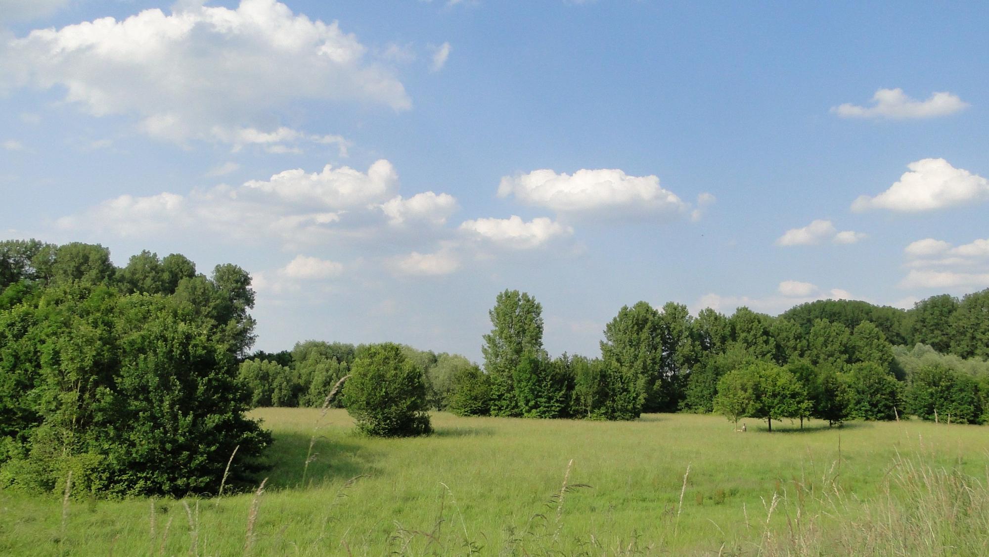 Die Rheinaue Worringen-Lange bietet vielen Tierarten Lebensraum.