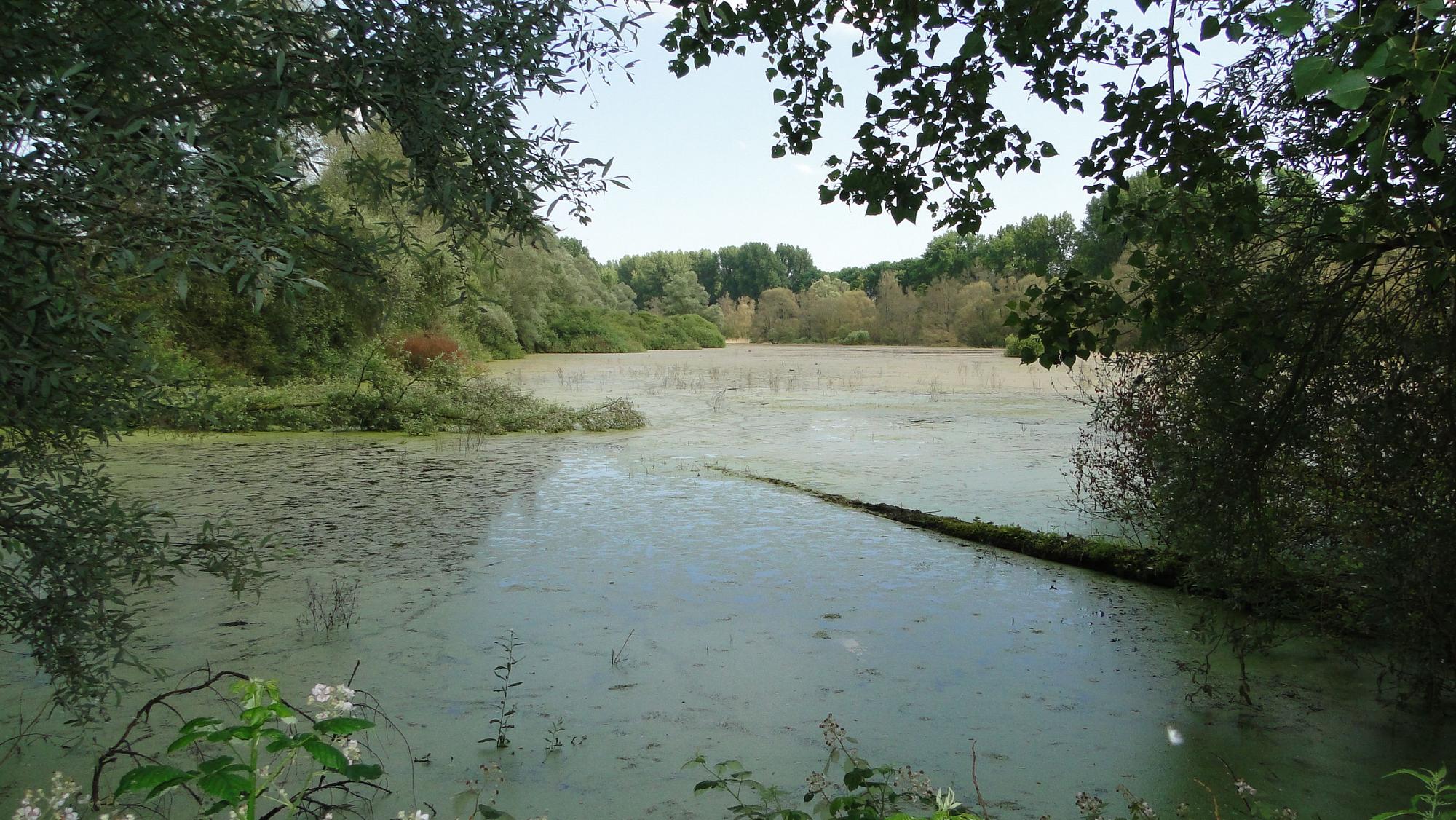 Der Worringer Bruch entstand vor gut 8000 Jahren aus einer Schleife des Rheins.