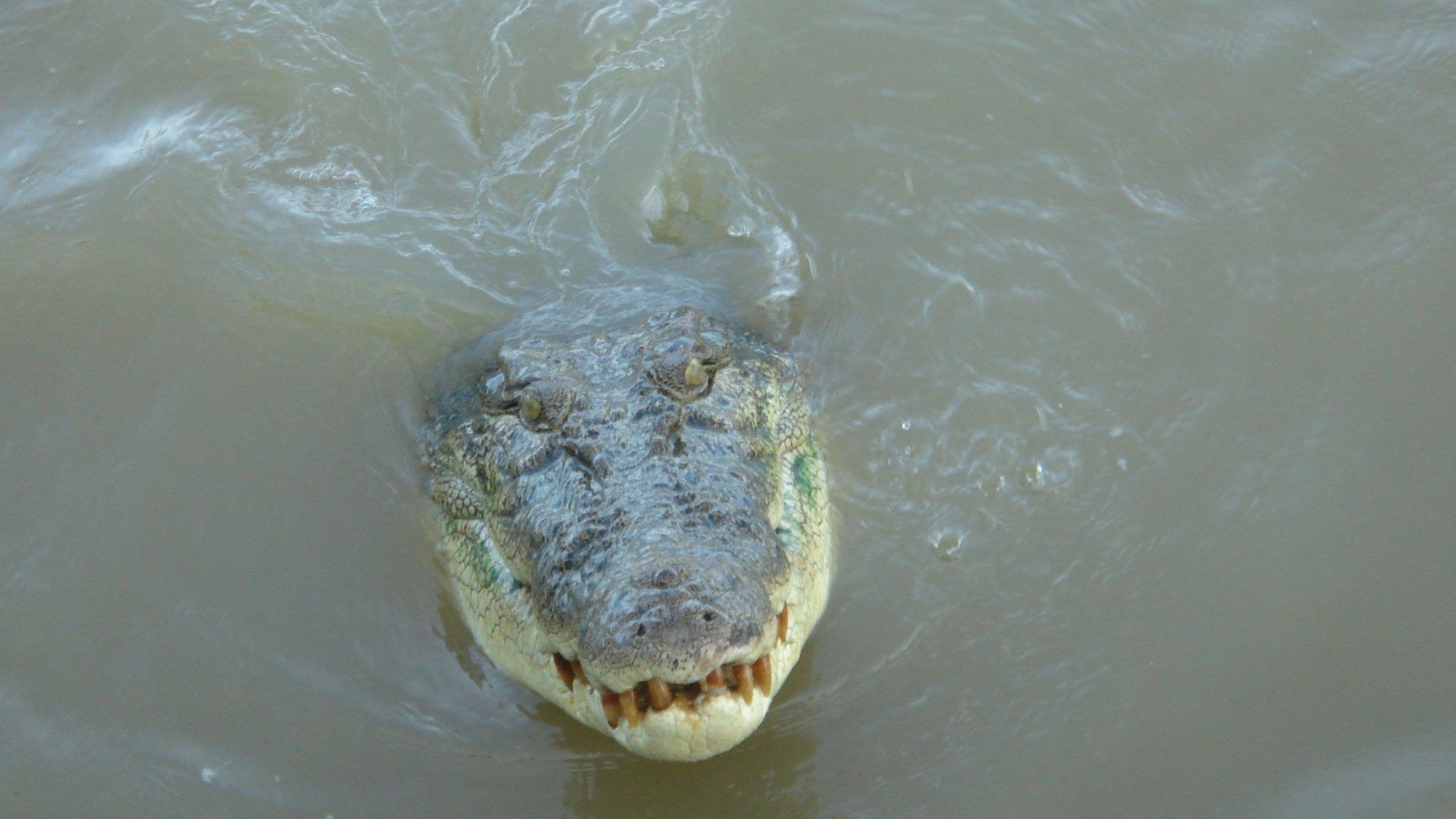 Ein Krokodil schwimmt im Adelaide River im Northern Territory.