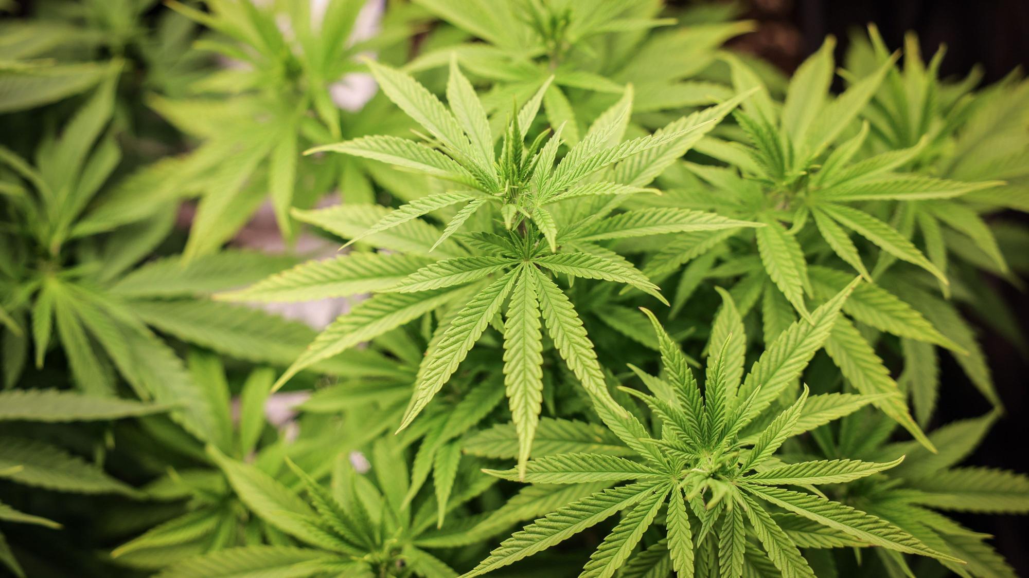 ARCHIV - 22.02.2024, Hamburg: Cannabispflanzen (ca. 4 Wochen alt) in ihrer Wachstumsphase stehen unter künstlicher Beleuchtung in einem Privatraum.
