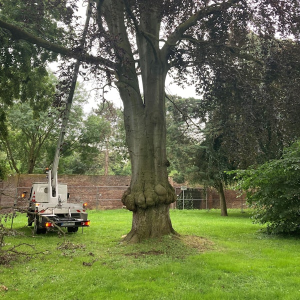 Die Buche im Stadtgarten, auch Rosengarten genannt, ist krank und muss nach Angaben der Stadtverwaltung gefällt werden.