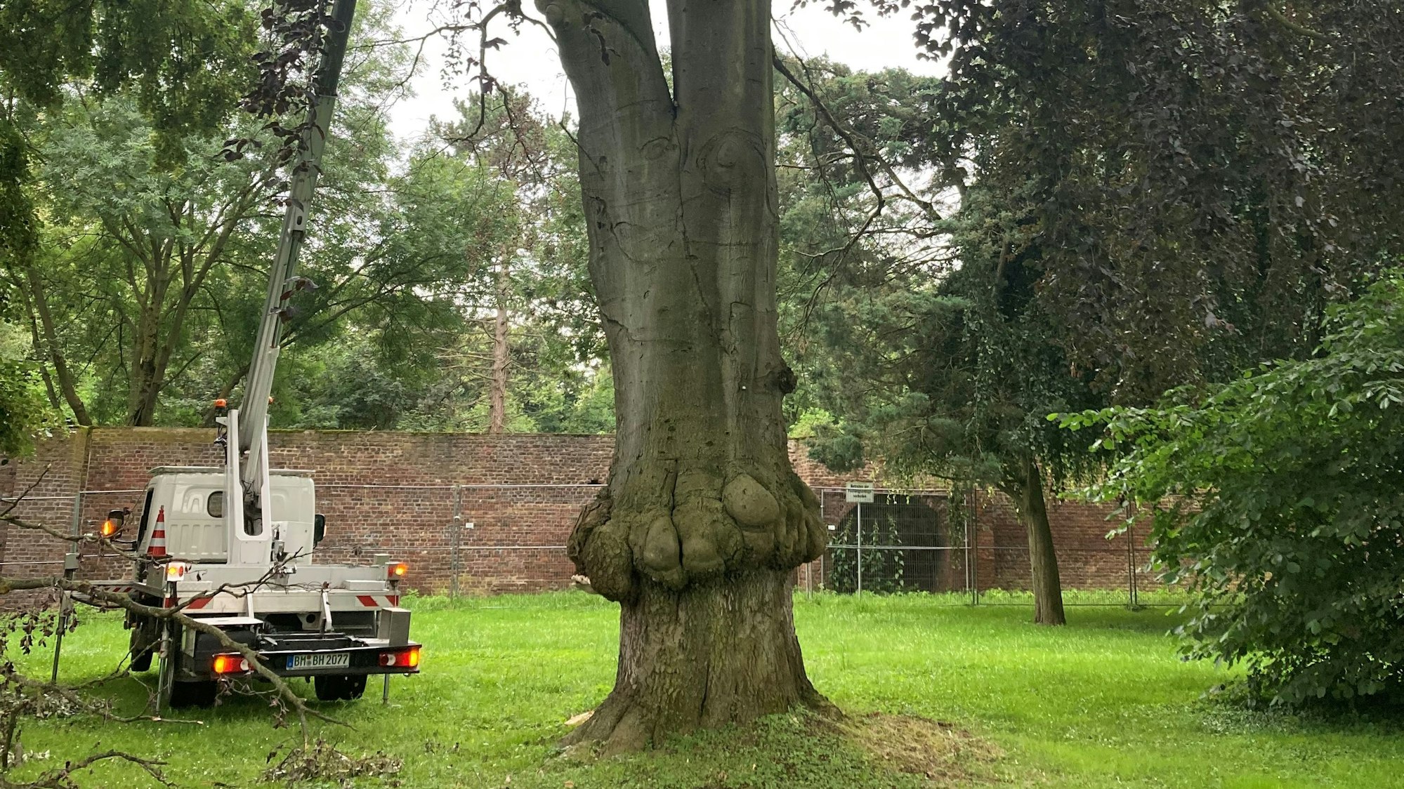 Die Buche im Stadtgarten, auch Rosengarten genannt, ist krank und muss nach Angaben der Stadtverwaltung gefällt werden.