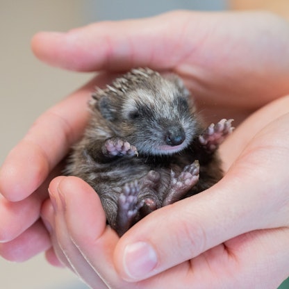 Eine Tierärztin hält einen kleinen Igel-Säugling im „aktion tier - Igelzentrum Niedersachsen“.