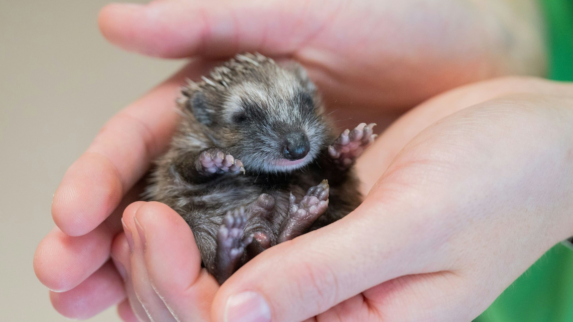 Eine Tierärztin hält einen kleinen Igel-Säugling im „aktion tier - Igelzentrum Niedersachsen“.