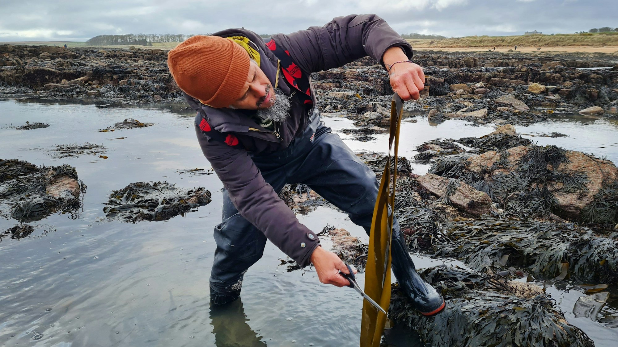 ARCHIV - Jayson Byles schneidet Fingertang (Laminaria digitata).