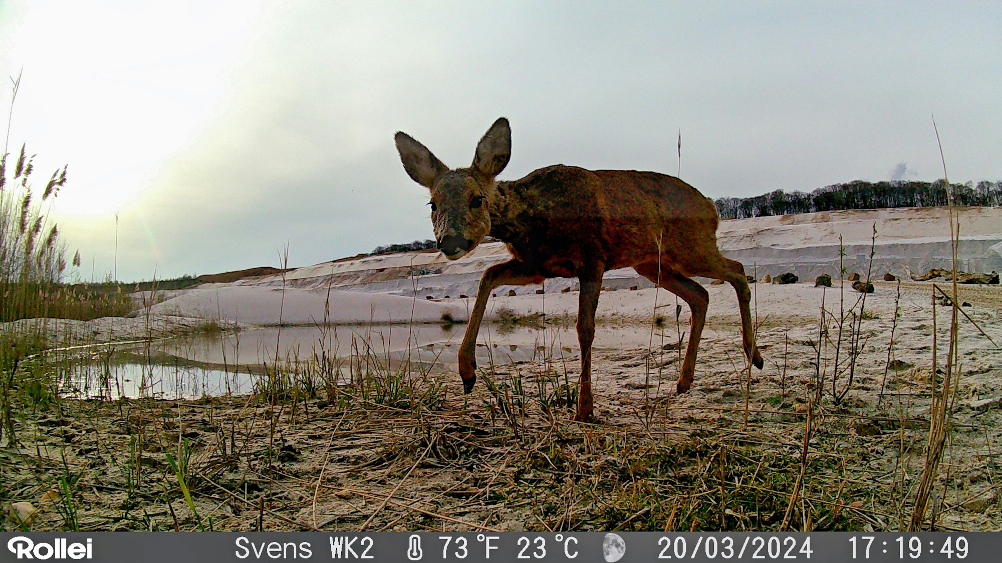 Das Bild zeigt ein Reh in der Grube der Quarzwerke Frechen.