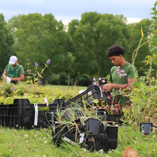 In Blumenkästen stehen Pflanzen. Im Hintergrund sind zwei Männer zu sehen, die im Garten arbeiten.
