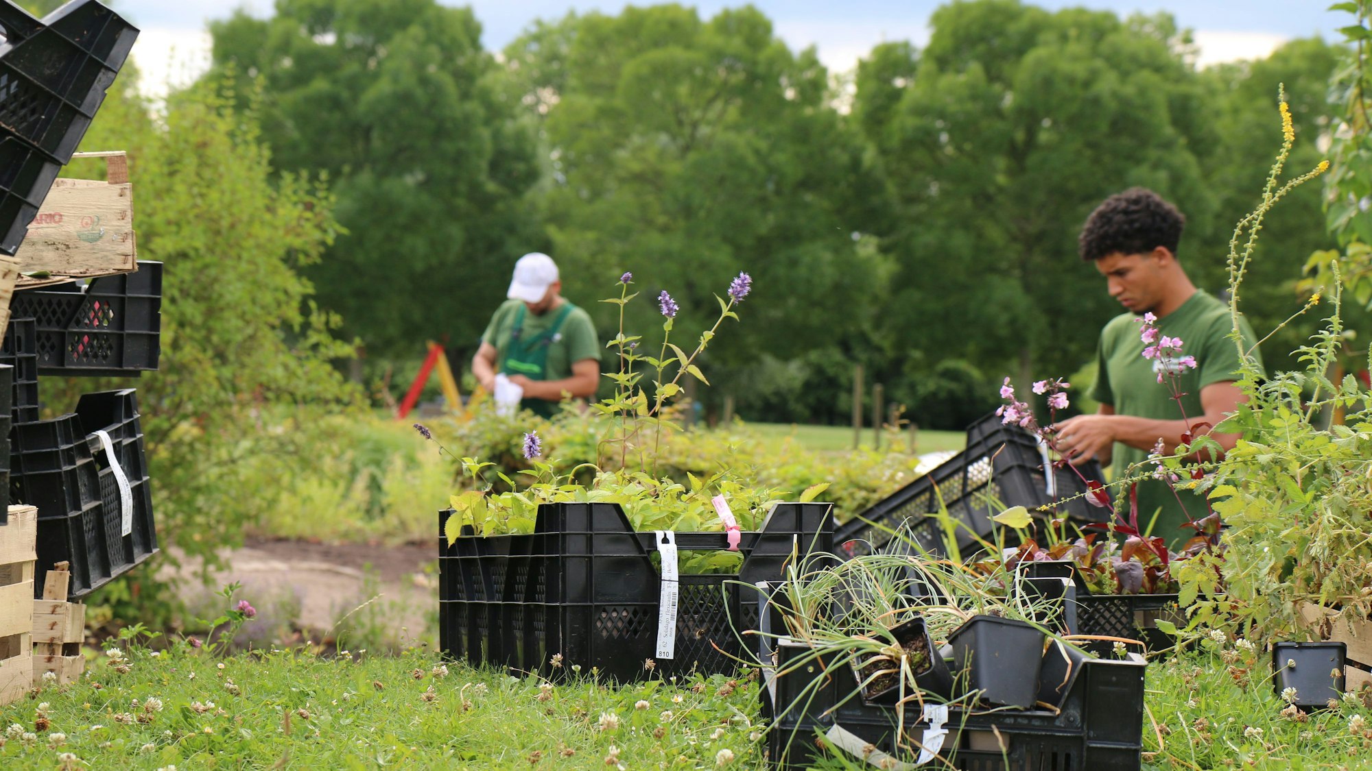 In Blumenkästen stehen Pflanzen. Im Hintergrund sind zwei Männer zu sehen, die im Garten arbeiten.