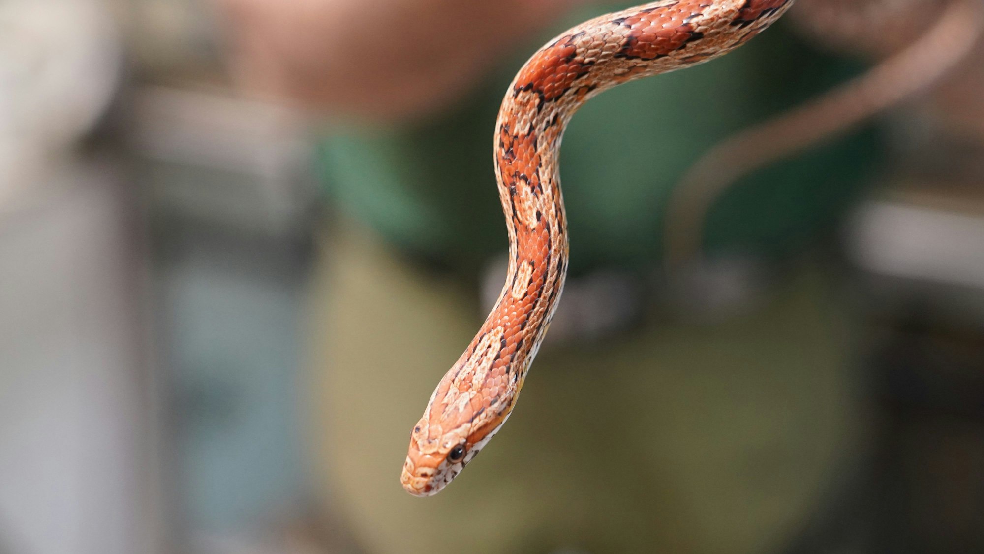 ARCHIV - 04.06.2021, Hamburg: Eine Kornnatter lässt sich an einem Arm eines Tierpflegers herunterhängen.