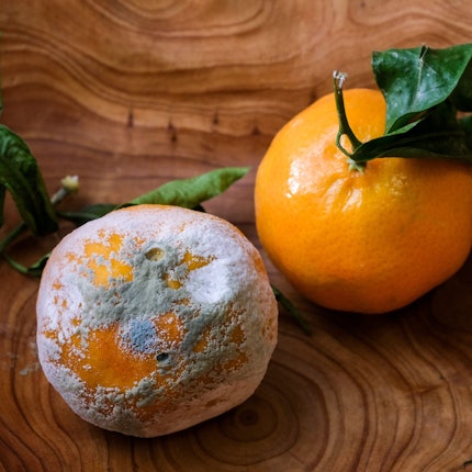 ARCHIV - 23.11.2020, Berlin: Ein verschimmelte und eine frische Mandarine.
Verschimmeltes Obst darf man nicht mehr essen. Foto: Jens Kalaene/dpa-Zentralbild/ZB - Honorarfrei nur für Bezieher des Dienstes dpa-Nachrichten für Kinder +++ dpa-Nachrichten für Kinder +++