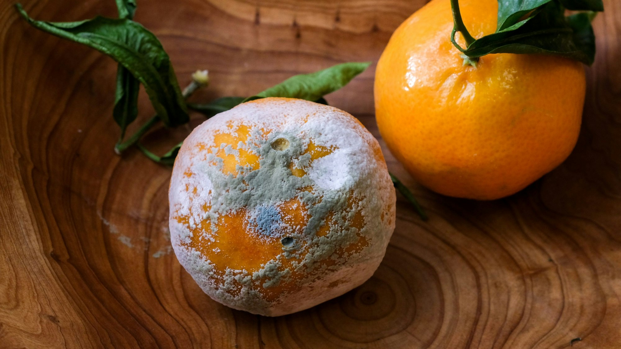 ARCHIV - 23.11.2020, Berlin: Ein verschimmelte und eine frische Mandarine.
Verschimmeltes Obst darf man nicht mehr essen. Foto: Jens Kalaene/dpa-Zentralbild/ZB - Honorarfrei nur für Bezieher des Dienstes dpa-Nachrichten für Kinder +++ dpa-Nachrichten für Kinder +++