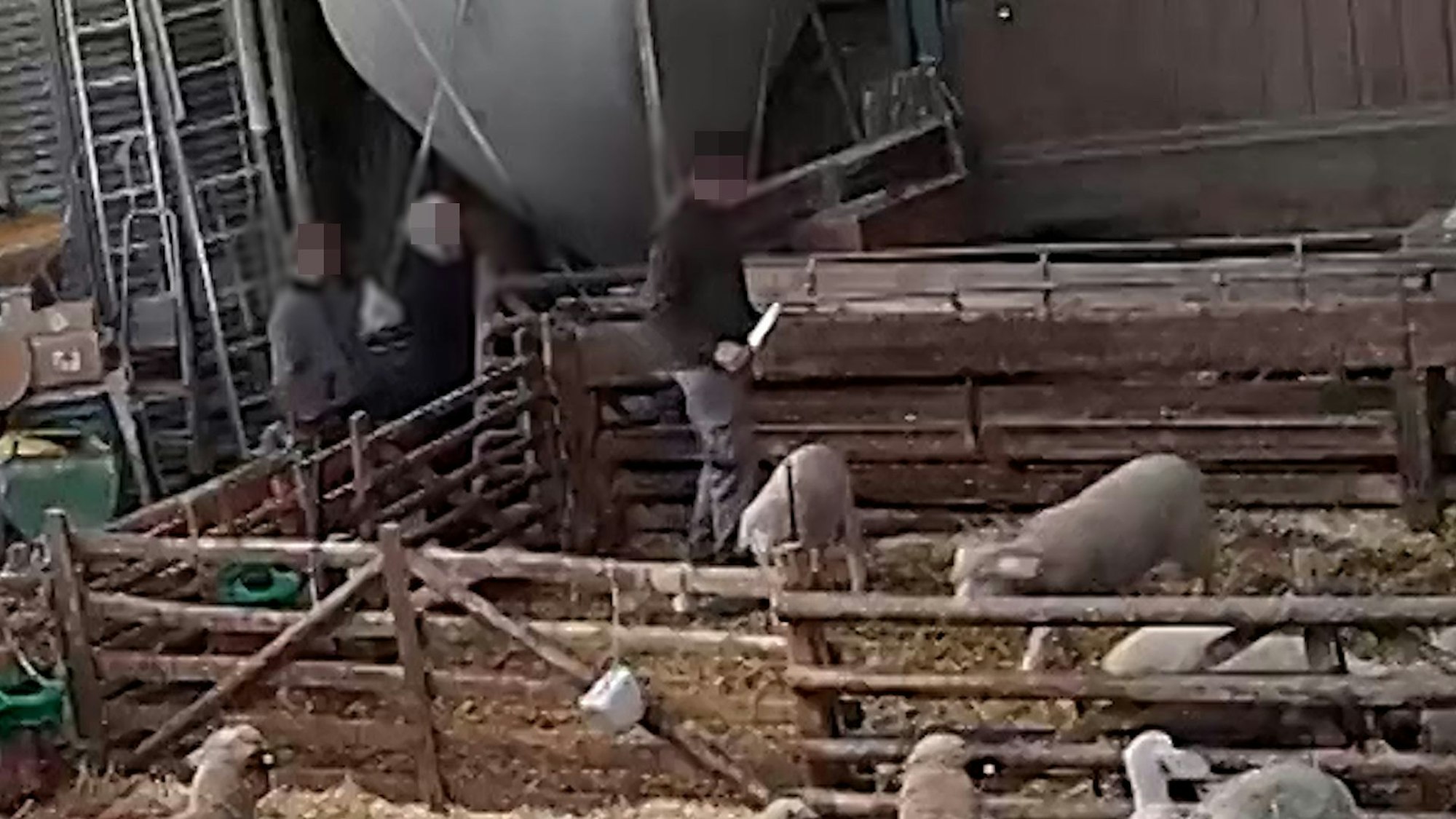 Ein Mann geht mit einem großen Messer in einem Pferch mit Schafen zwischen den Tieren.