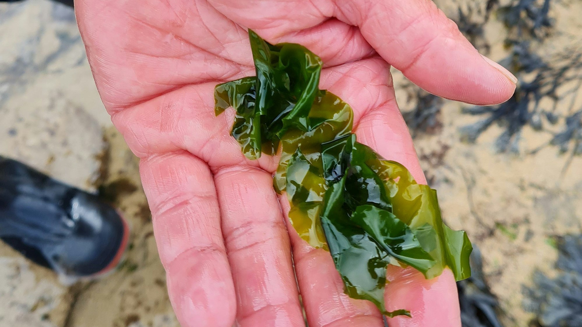 ARCHIV - Ulva lactuca - oder auch Meersalat: Eine ebenfalls essbare Art.