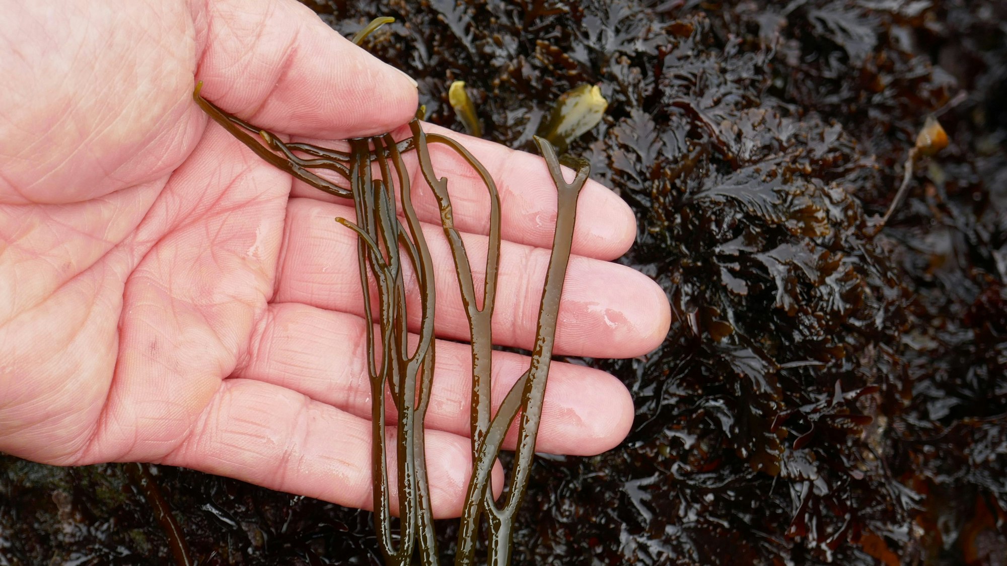 ARCHIV - Meeresspaghetti: So wird eine Algenart allein aufgrund ihres Aussehens genannt. Und: Man kann sie essen.