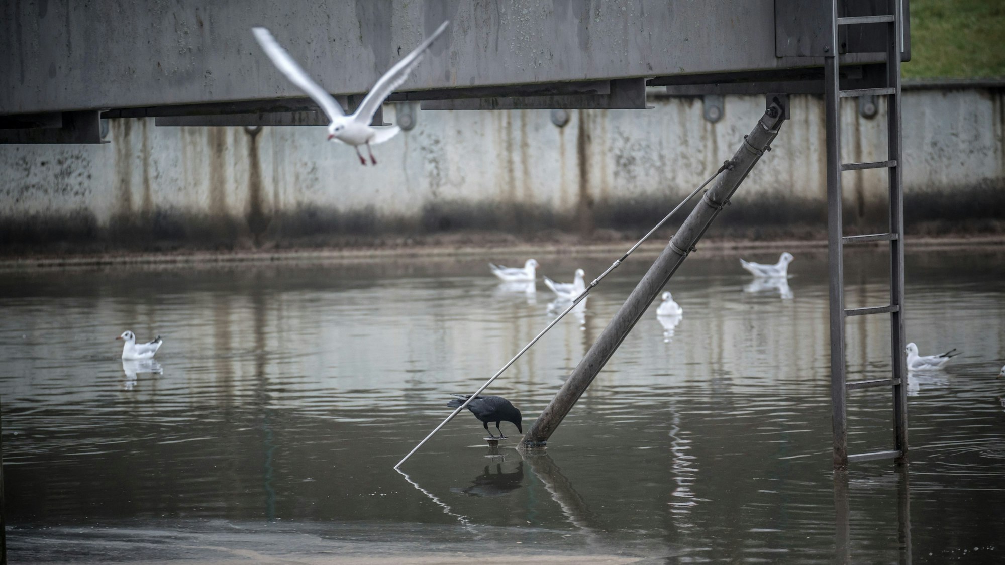 An der Messstation an der Kläranlage in Leverkusen kam im Wuppergebiet im März 2026 am wenigsten Regen herunter.