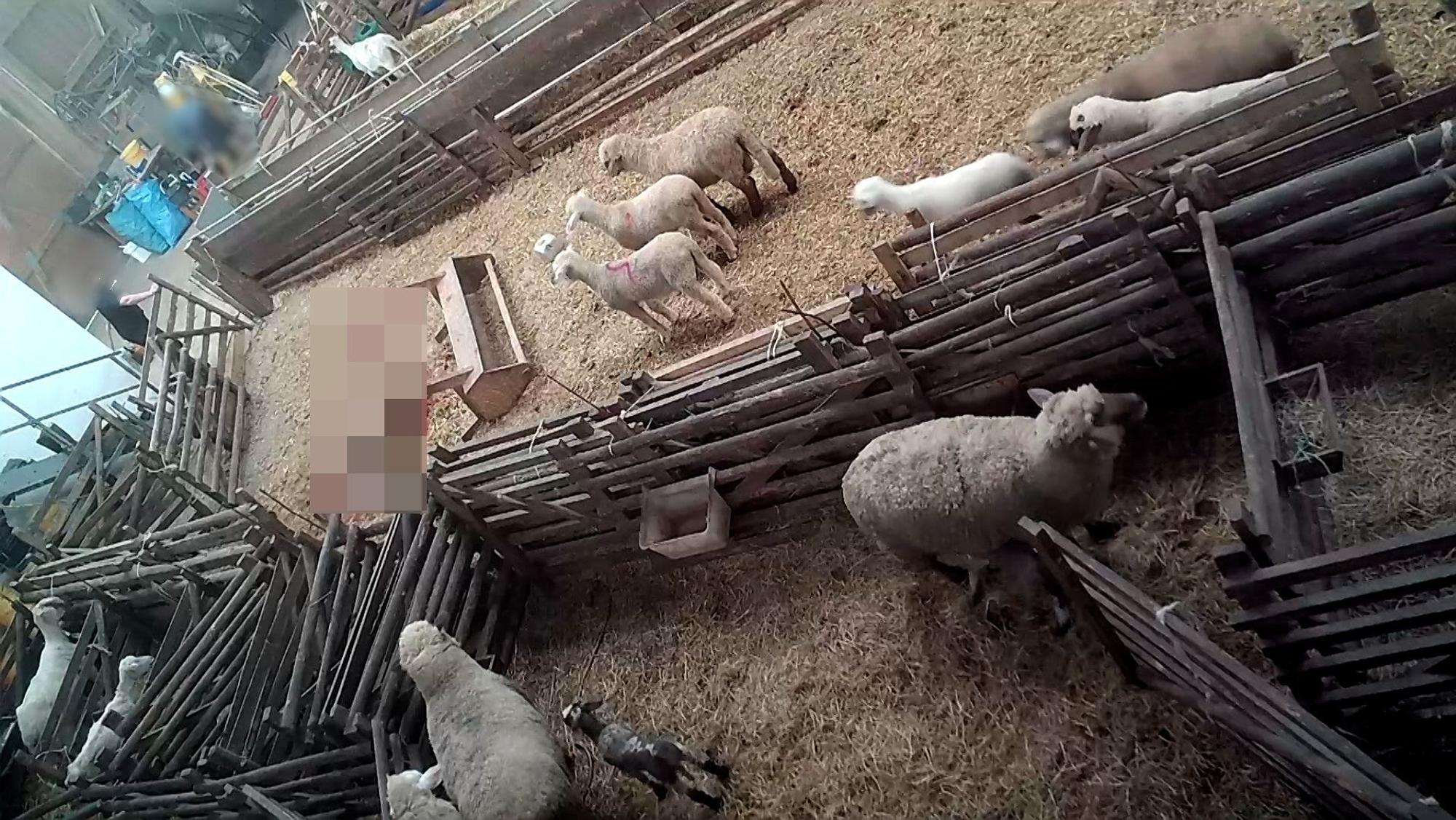 Das sterbende Schaf liegt hinter einer umgestoßenen Futterkrippe, andere Schafe und Lämmer stehen daneben.