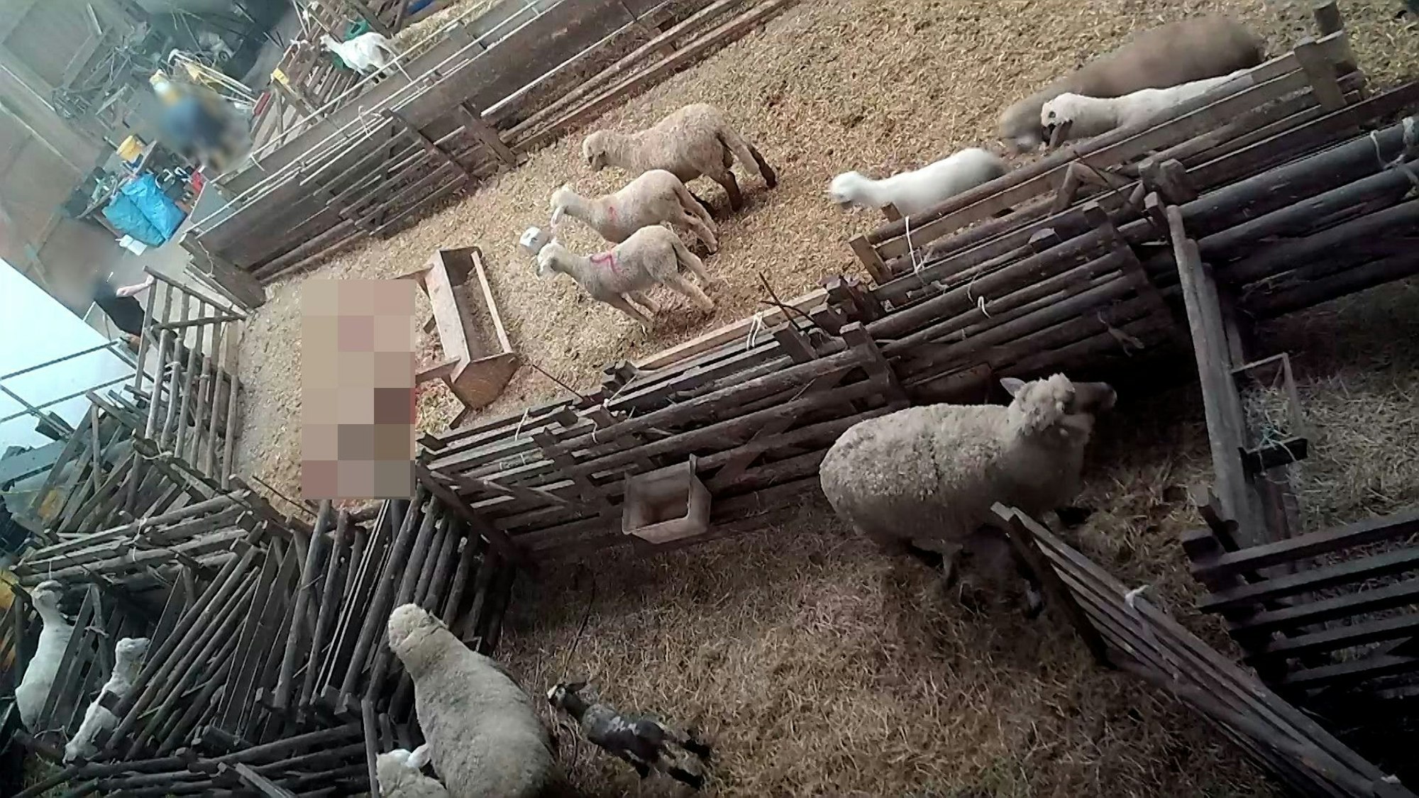 Das sterbende Schaf liegt hinter einer umgestoßenen Futterkrippe, andere Schafe und Lämmer stehen daneben.