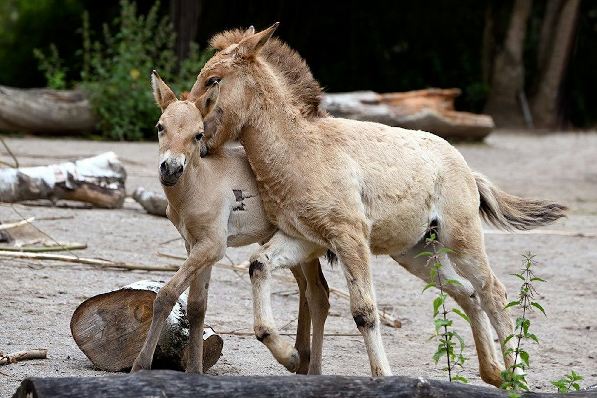 Przewalskipferd im Kölner Zoo geboren. Die Wildpferde gehören zu den gefährdeten Tierarten.