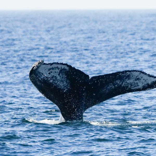 Die Schwanzflosse eines Buckelwals ragt aus dem Wasser vor der Küste von Niteroi während einer Walbeobachtungstour in Niteroi im Bundesstaat Rio de Janeiro in Brasilien.