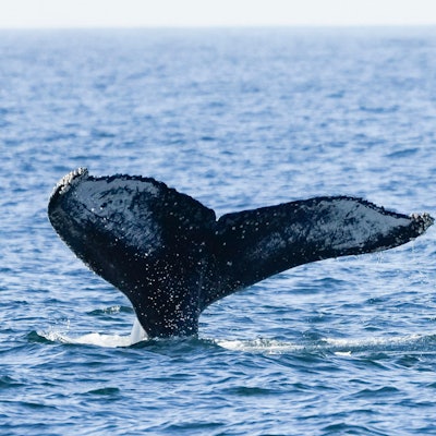 Die Schwanzflosse eines Buckelwals ragt aus dem Wasser vor der Küste von Niteroi während einer Walbeobachtungstour in Niteroi im Bundesstaat Rio de Janeiro in Brasilien.