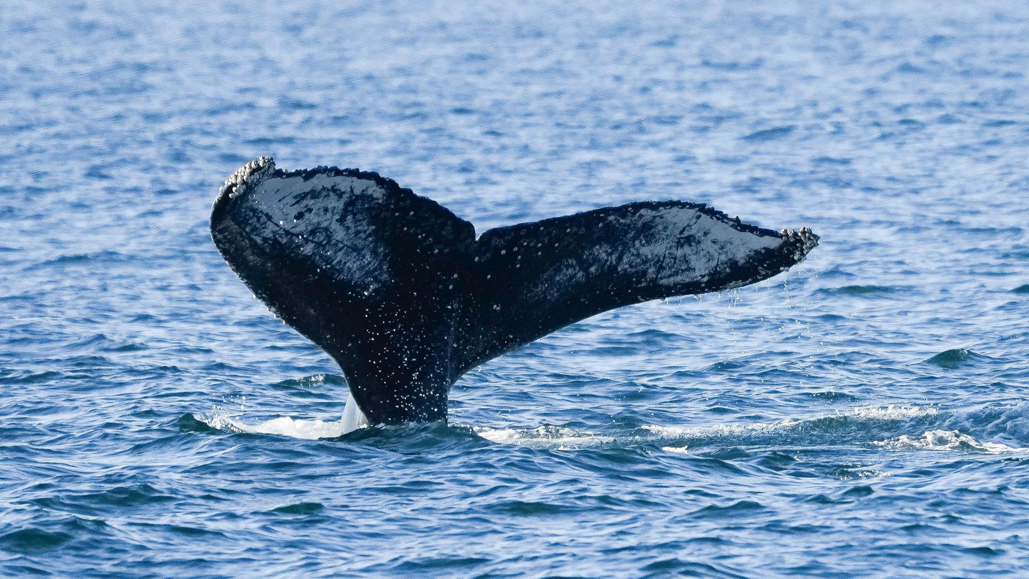 Die Schwanzflosse eines Buckelwals ragt aus dem Wasser vor der Küste von Niteroi während einer Walbeobachtungstour in Niteroi im Bundesstaat Rio de Janeiro in Brasilien.