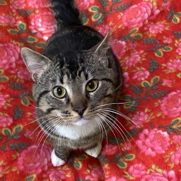 Ein getigerter Kater mit grünen Augen sitzt auf einer roten geblümten Decke.