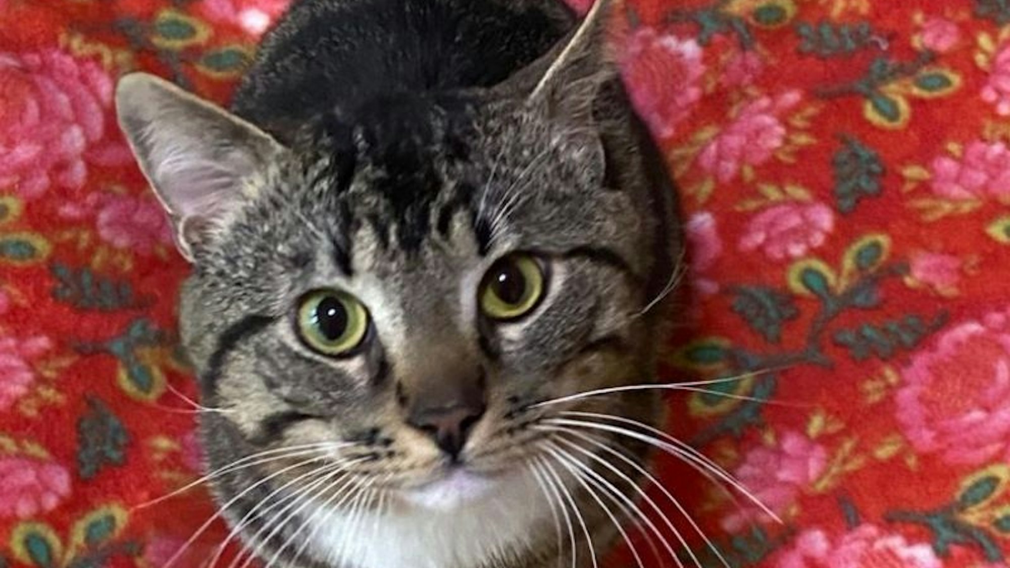 Ein getigerter Kater mit grünen Augen sitzt auf einer roten geblümten Decke.