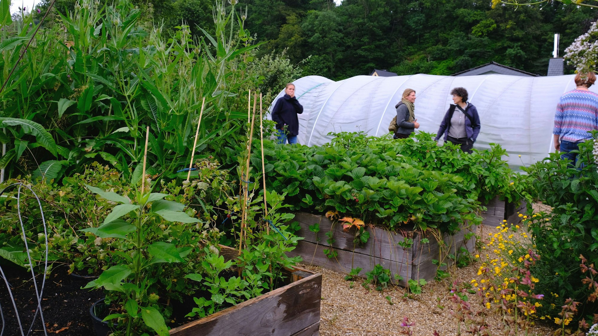 Üppig bewachsene Hochbeete in einem Garten. Im Hintergrund sind einige Besucher und ein Folientunnel zu sehen.